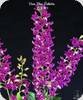 Den. Blue Violetta